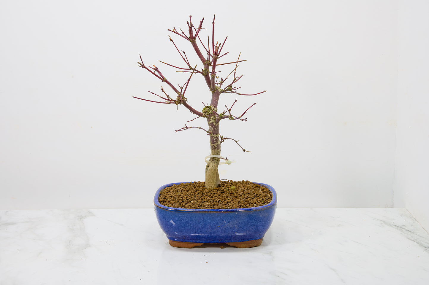 Deshojo Japanese Maple Bonsai+ Care Kit