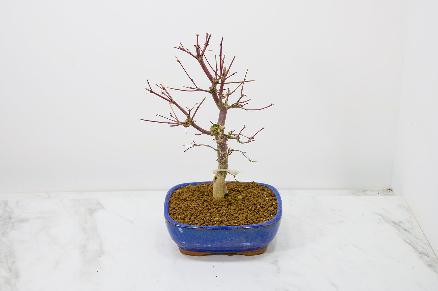 Deshojo Japanese Maple Bonsai+ Care Kit