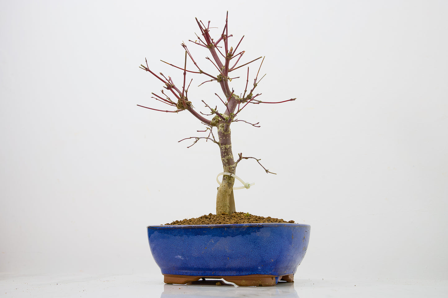 Deshojo Japanese Maple Bonsai+ Care Kit