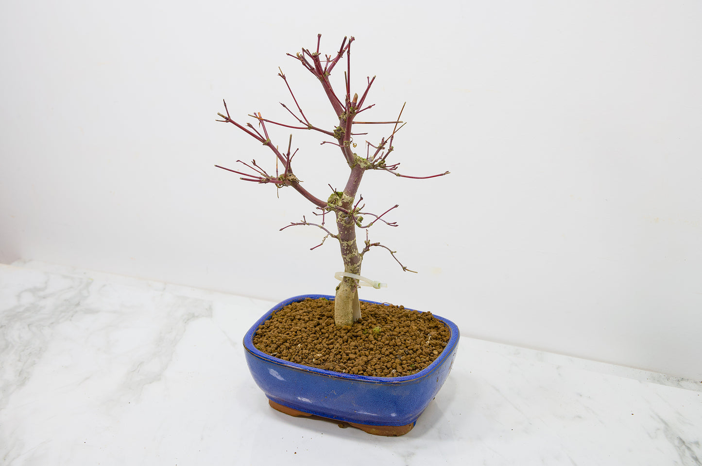Deshojo Japanese Maple Bonsai+ Care Kit