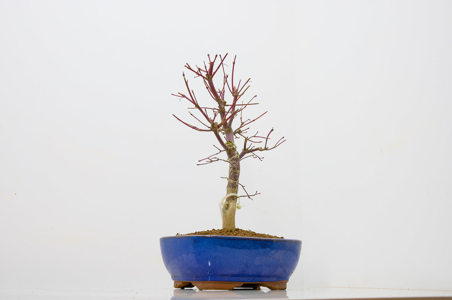 Deshojo Japanese Maple Bonsai+ Care Kit