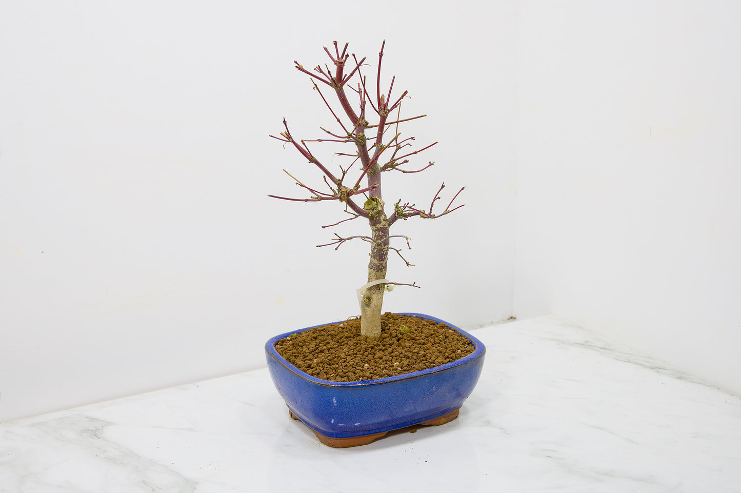 Deshojo Japanese Maple Bonsai+ Care Kit