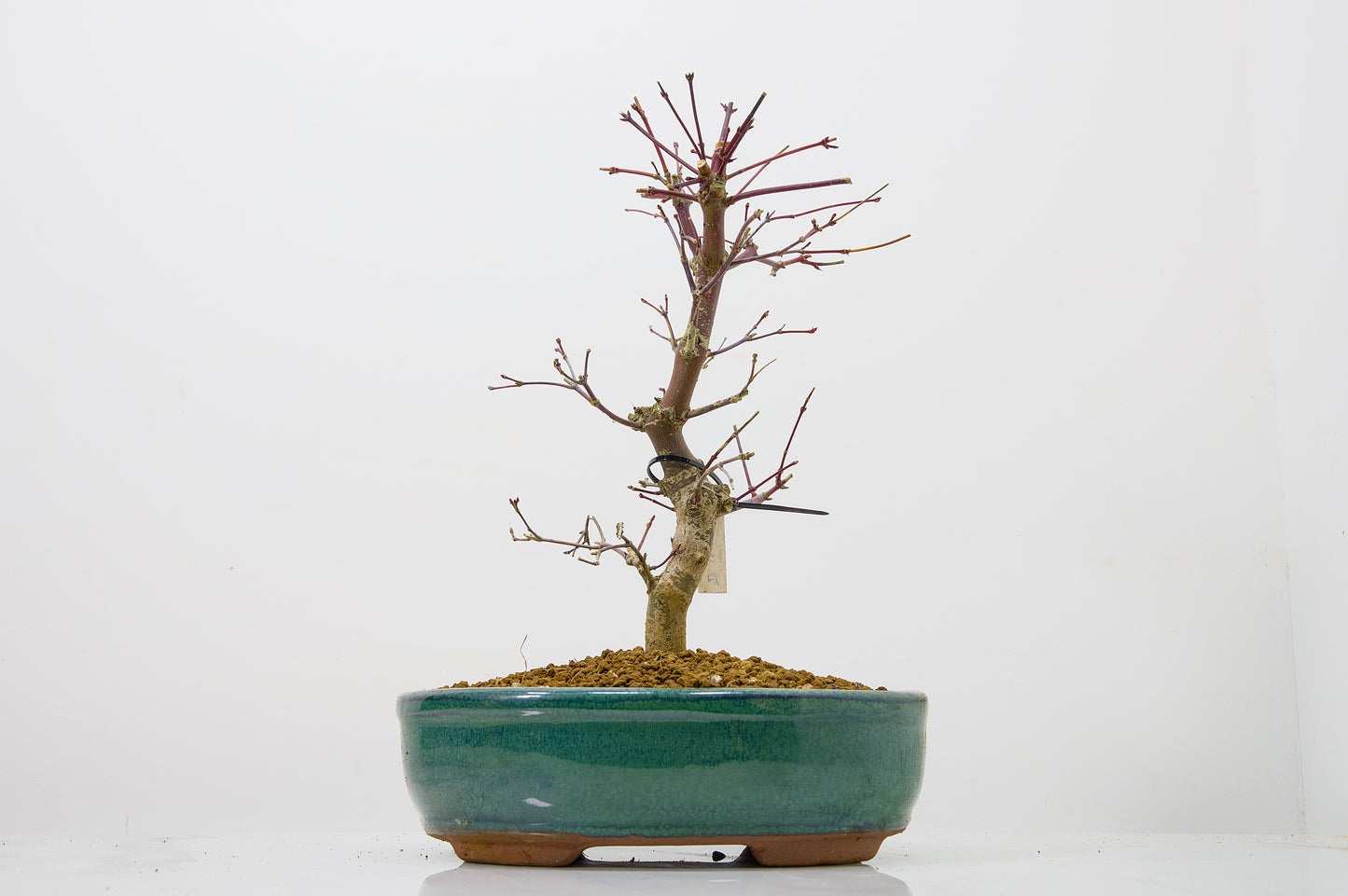 Deshojo Japanese Maple Bonsai+ Care Kit