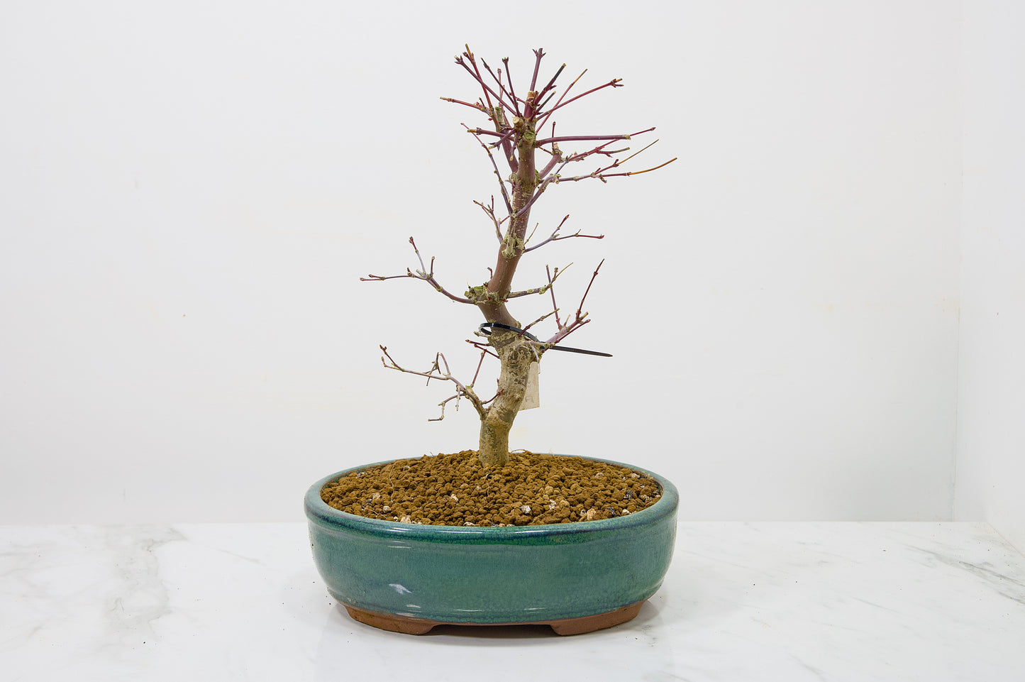 Deshojo Japanese Maple Bonsai+ Care Kit