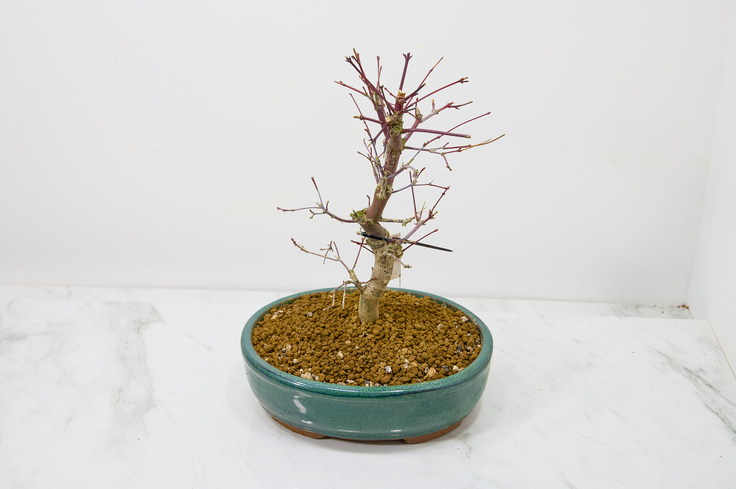 Deshojo Japanese Maple Bonsai+ Care Kit