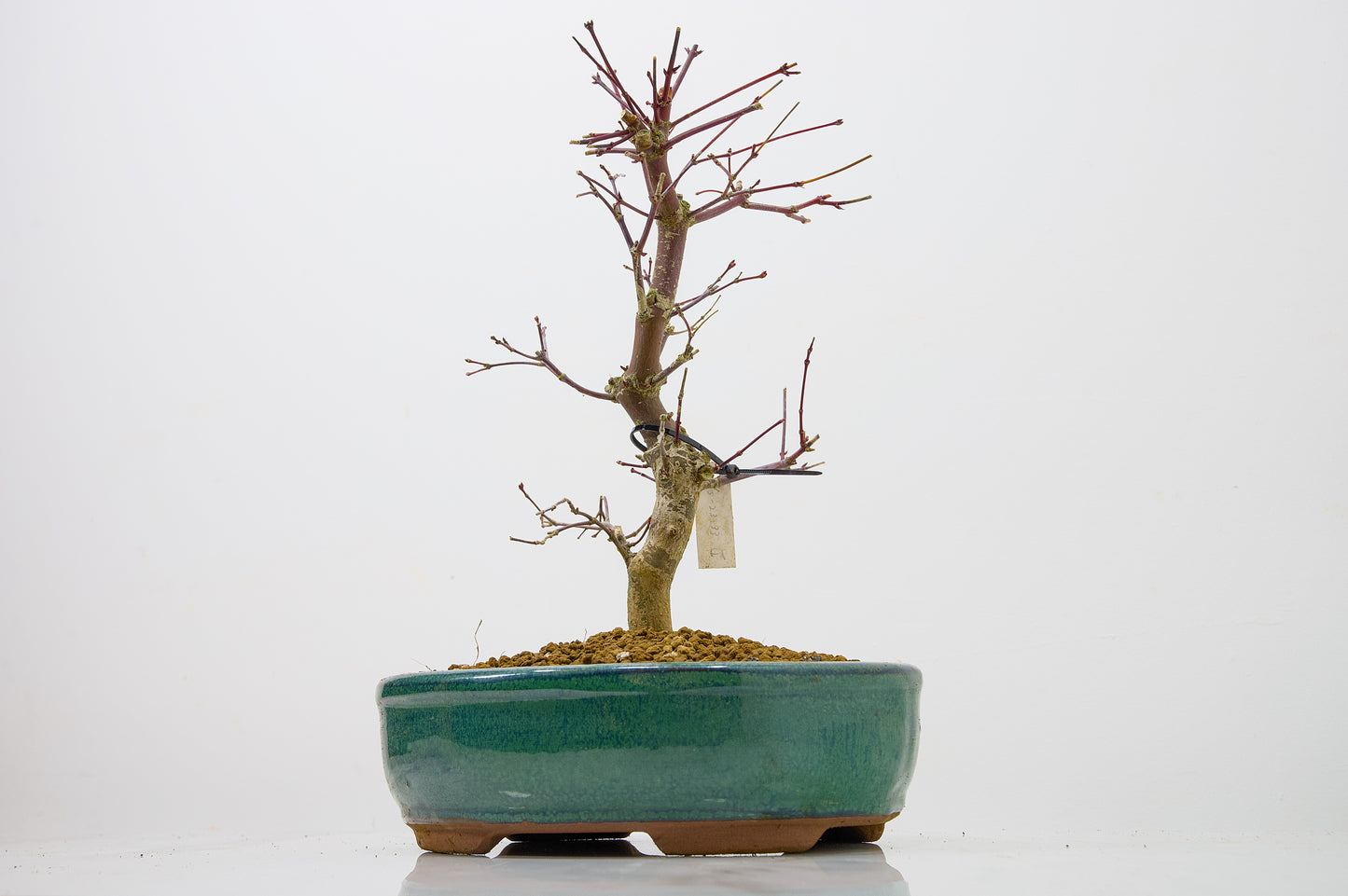 Deshojo Japanese Maple Bonsai+ Care Kit