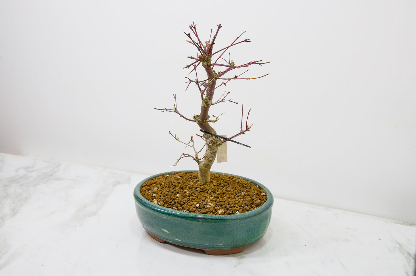 Deshojo Japanese Maple Bonsai+ Care Kit