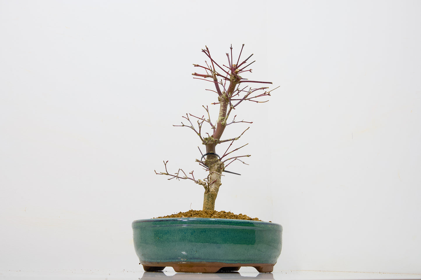 Deshojo Japanese Maple Bonsai+ Care Kit