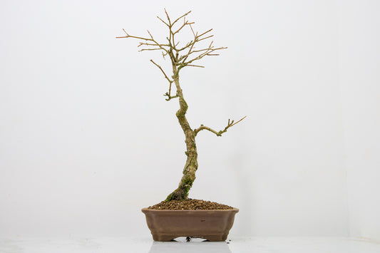 Trident Maple Bonsai