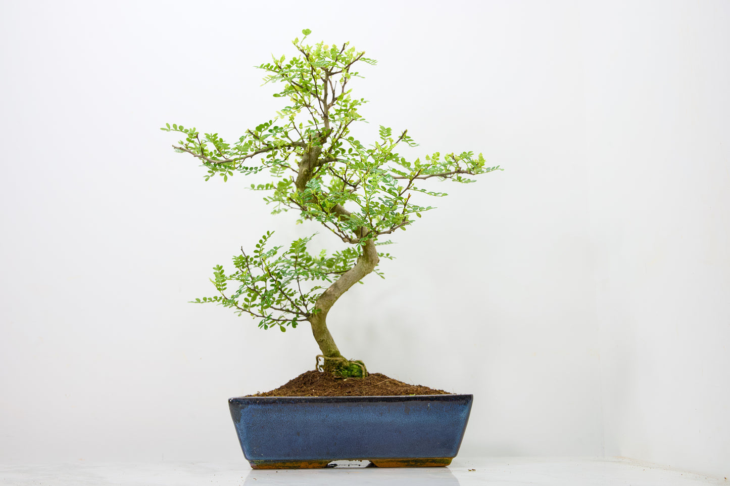 Japanese Pepper Bonsai  S Trunk - 30cm Blue Ceramic Pot