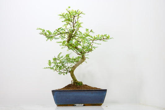 Japanese Pepper Bonsai  S Trunk - 30cm Blue Ceramic Pot