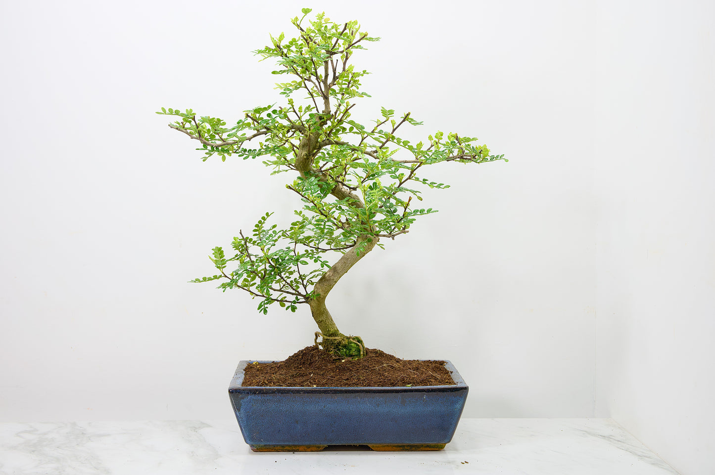 Japanese Pepper Bonsai  S Trunk - 30cm Blue Ceramic Pot