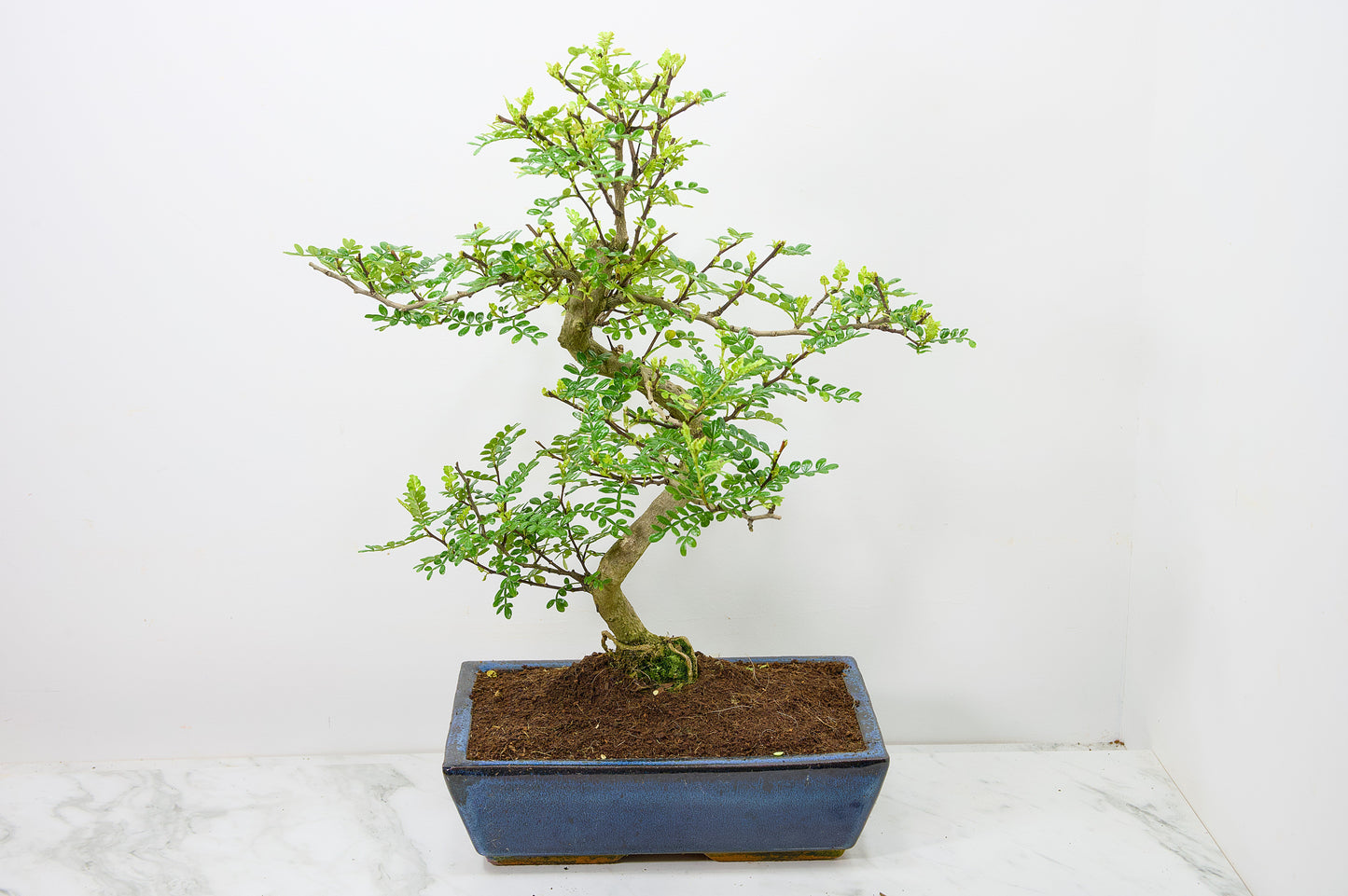 Japanese Pepper Bonsai  S Trunk - 30cm Blue Ceramic Pot