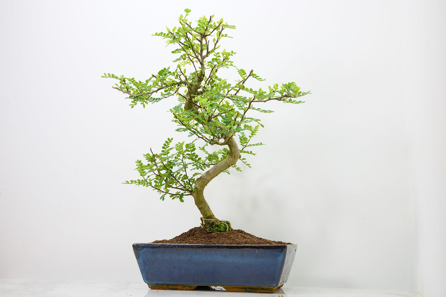 Japanese Pepper Bonsai  S Trunk - 30cm Blue Ceramic Pot