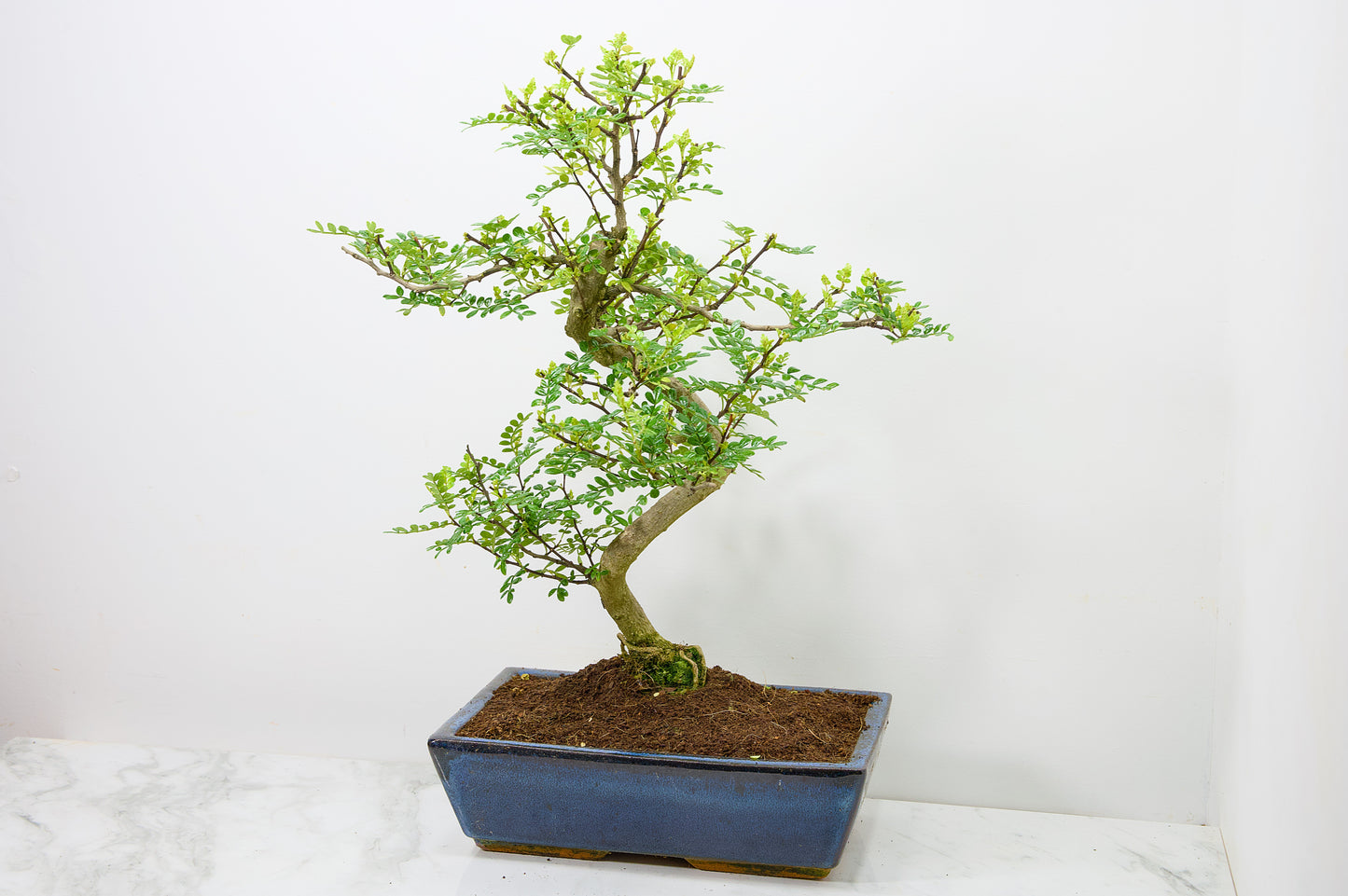 Japanese Pepper Bonsai  S Trunk - 30cm Blue Ceramic Pot