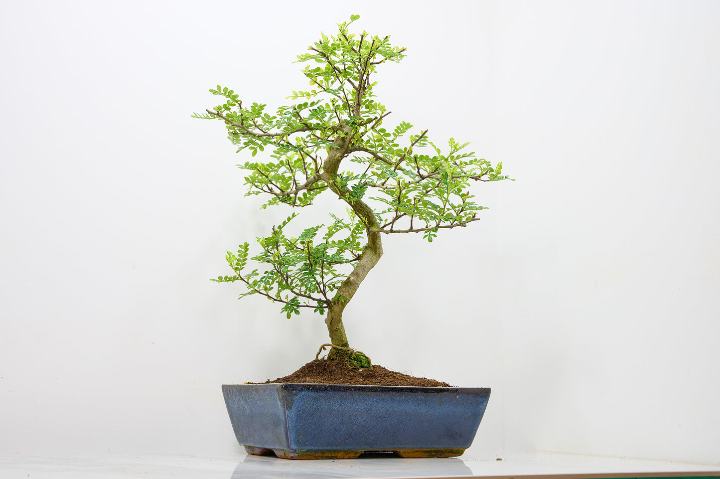 Japanese Pepper Bonsai  S Trunk - 30cm Blue Ceramic Pot