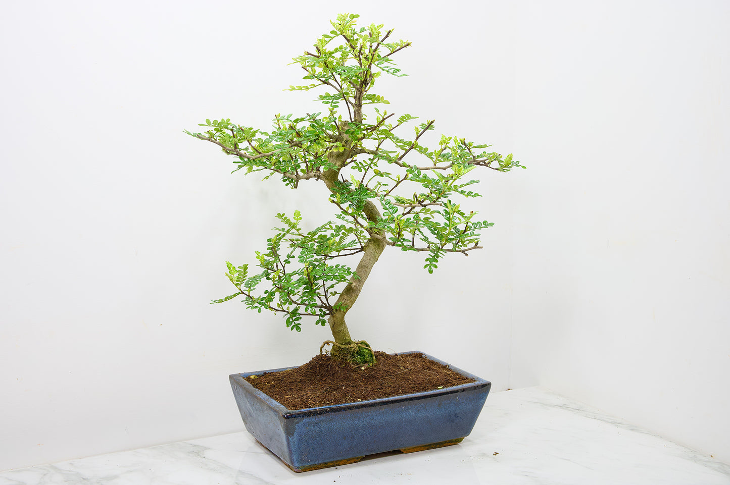 Japanese Pepper Bonsai  S Trunk - 30cm Blue Ceramic Pot