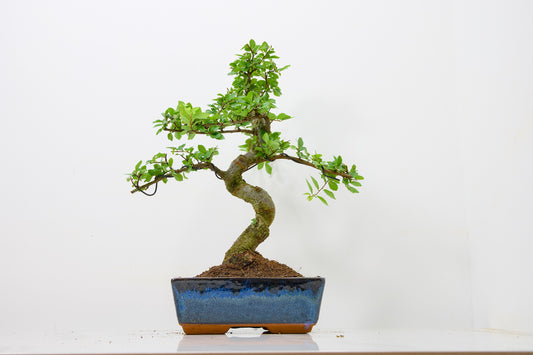 Chinese Elm Bonsai and Care Kit in 18cm Navy Ceramic Pot