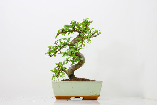 Chinese Elm Bonsai and Care Kit in 18cm Cream Ceramic Pot