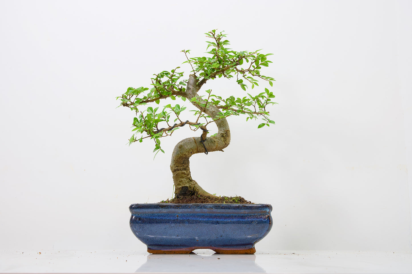 Chinese Elm Bonsai and Care Kit in 18cm Navy Ceramic Pot