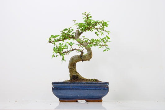 Chinese Elm Bonsai and Care Kit in 18cm Navy Ceramic Pot