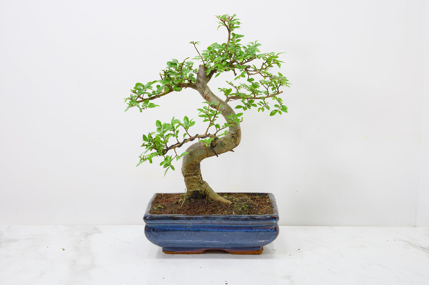 Chinese Elm Bonsai and Care Kit in 18cm Navy Ceramic Pot