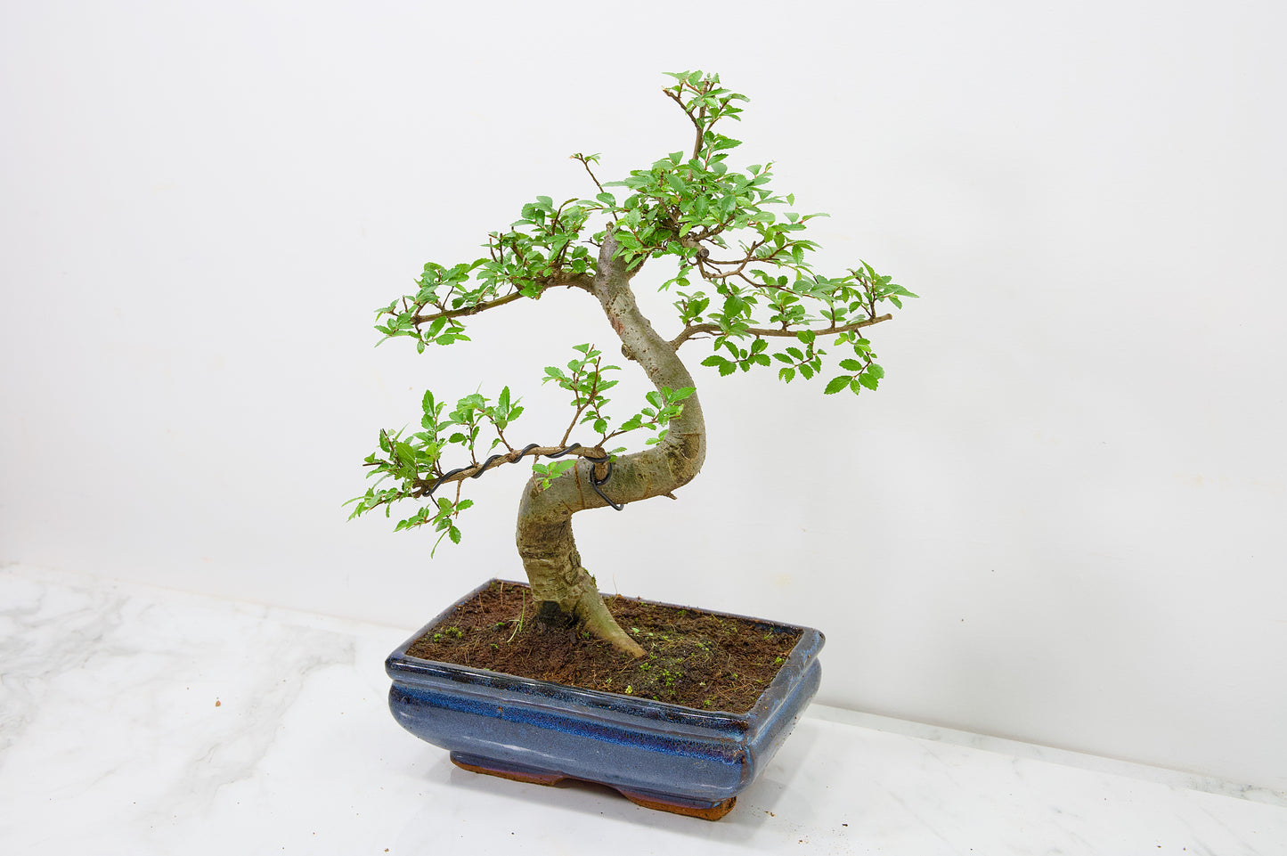 Chinese Elm Bonsai and Care Kit in 18cm Navy Ceramic Pot