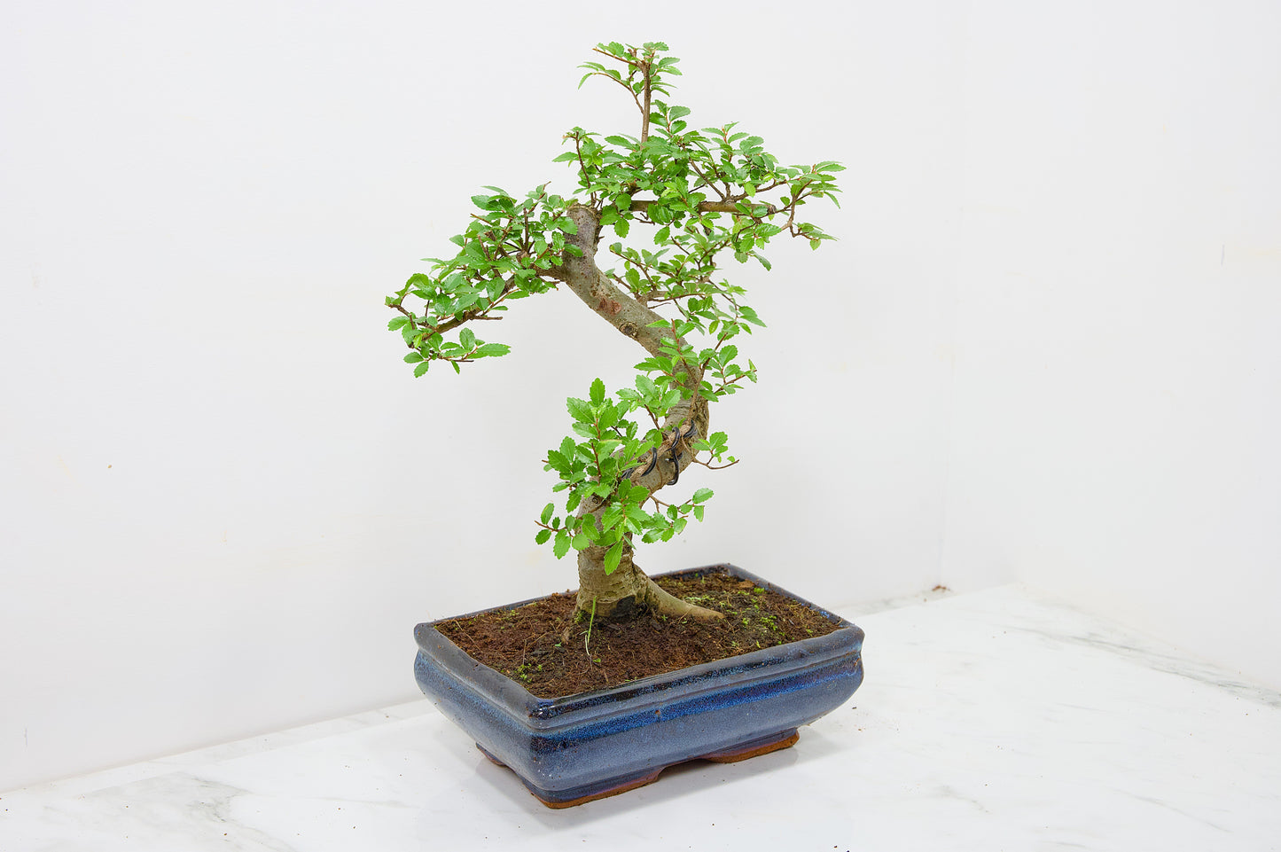 Chinese Elm Bonsai and Care Kit in 18cm Navy Ceramic Pot