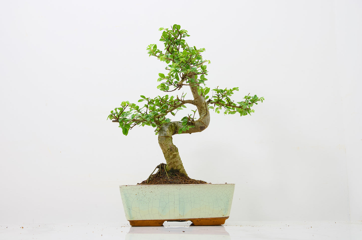Chinese Elm Bonsai and Care Kit in 18cm Cream Ceramic Pot