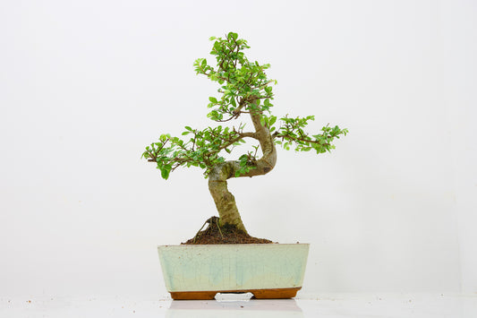 Chinese Elm Bonsai and Care Kit in 18cm Cream Ceramic Pot