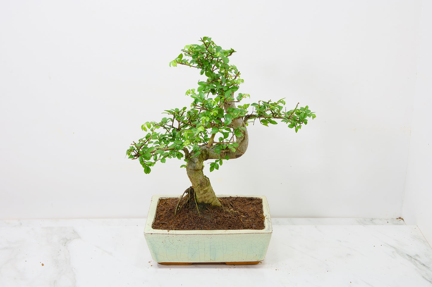 Chinese Elm Bonsai and Care Kit in 18cm Cream Ceramic Pot