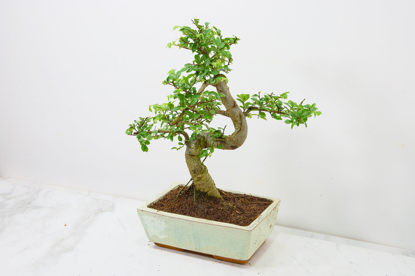 Chinese Elm Bonsai and Care Kit in 18cm Cream Ceramic Pot