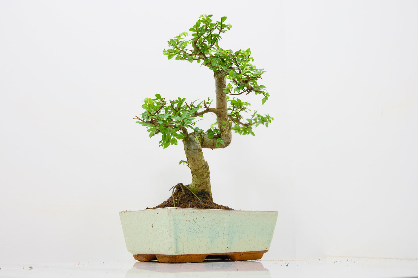 Chinese Elm Bonsai and Care Kit in 18cm Cream Ceramic Pot