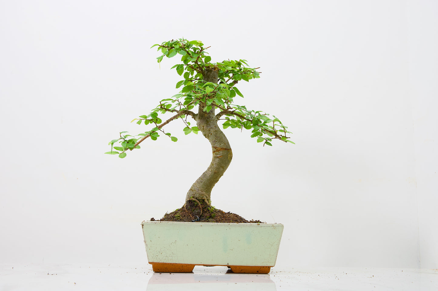 Chinese Elm Bonsai and Care Kit in 18cm Cream Ceramic Pot