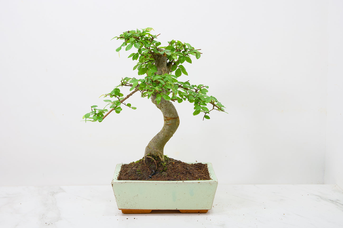 Chinese Elm Bonsai and Care Kit in 18cm Cream Ceramic Pot