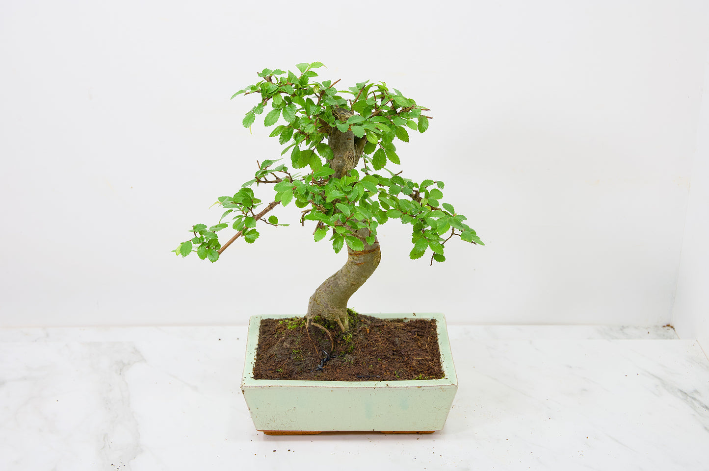 Chinese Elm Bonsai and Care Kit in 18cm Cream Ceramic Pot