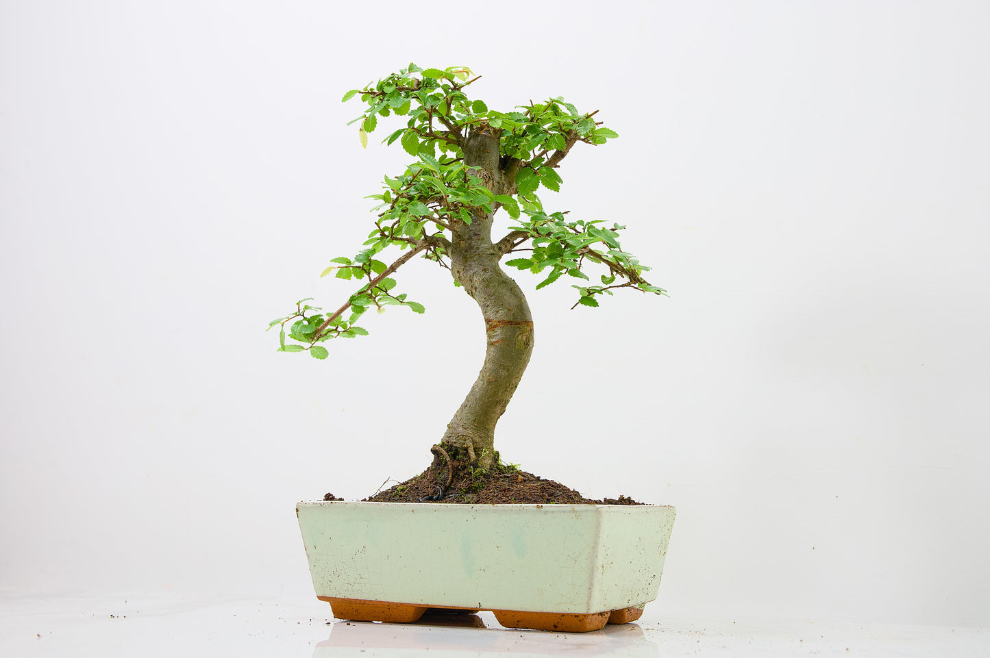 Chinese Elm Bonsai and Care Kit in 18cm Cream Ceramic Pot