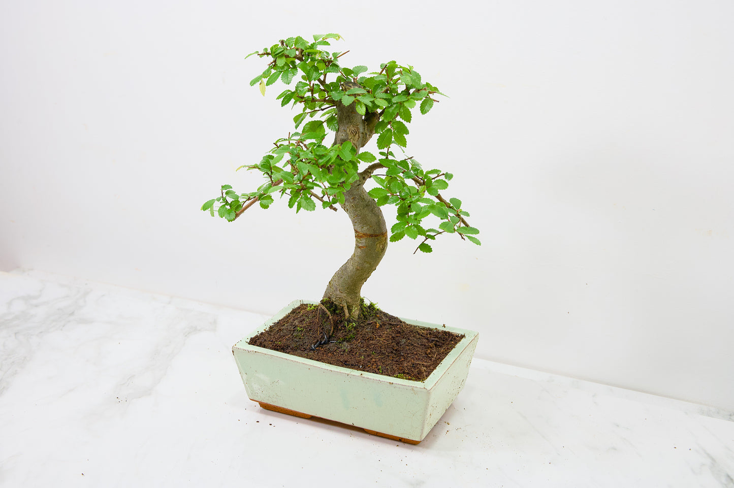 Chinese Elm Bonsai and Care Kit in 18cm Cream Ceramic Pot