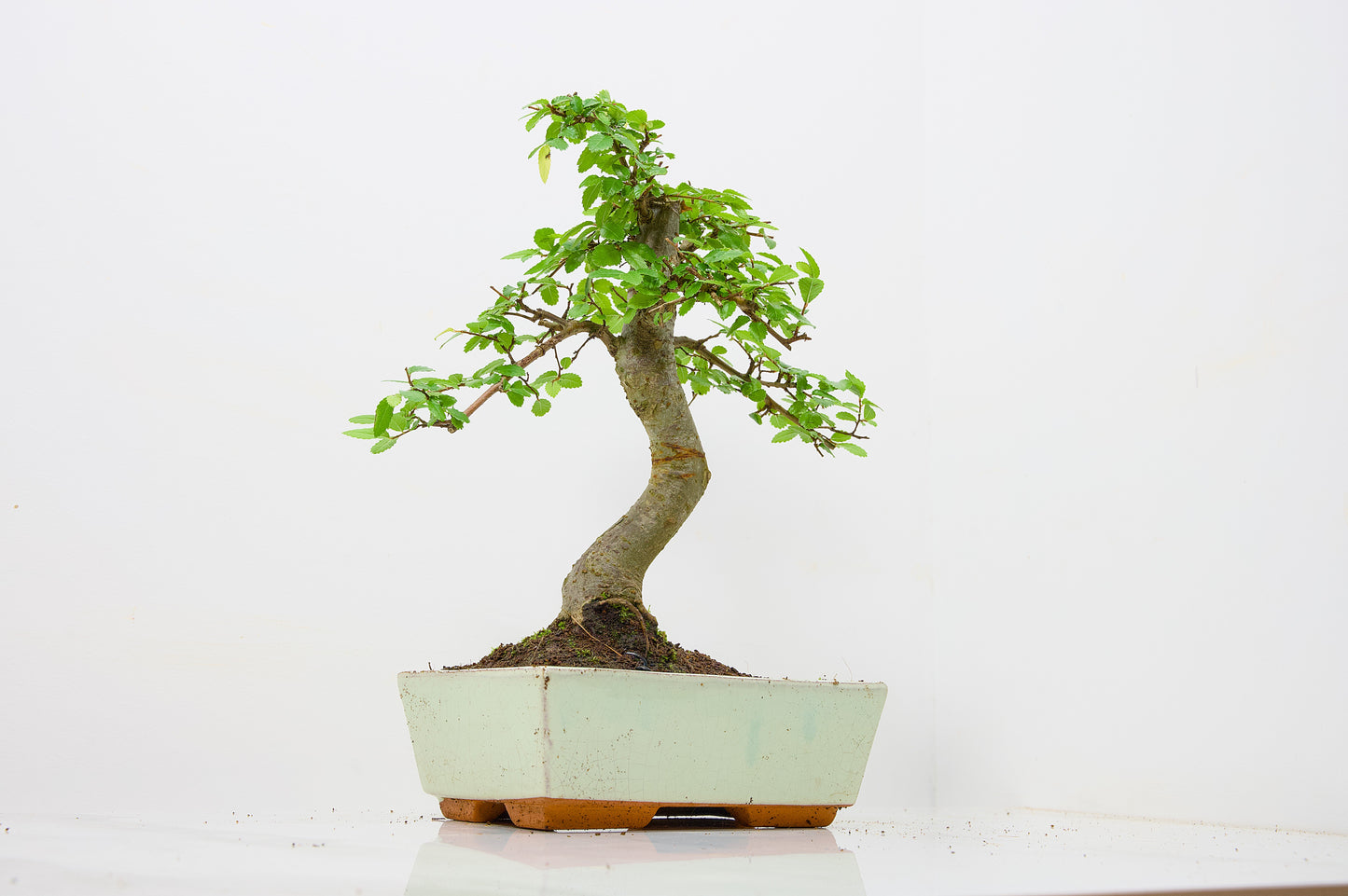 Chinese Elm Bonsai and Care Kit in 18cm Cream Ceramic Pot