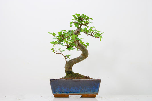 Chinese Elm Bonsai and Care Kit in 18cm Navy Ceramic Pot