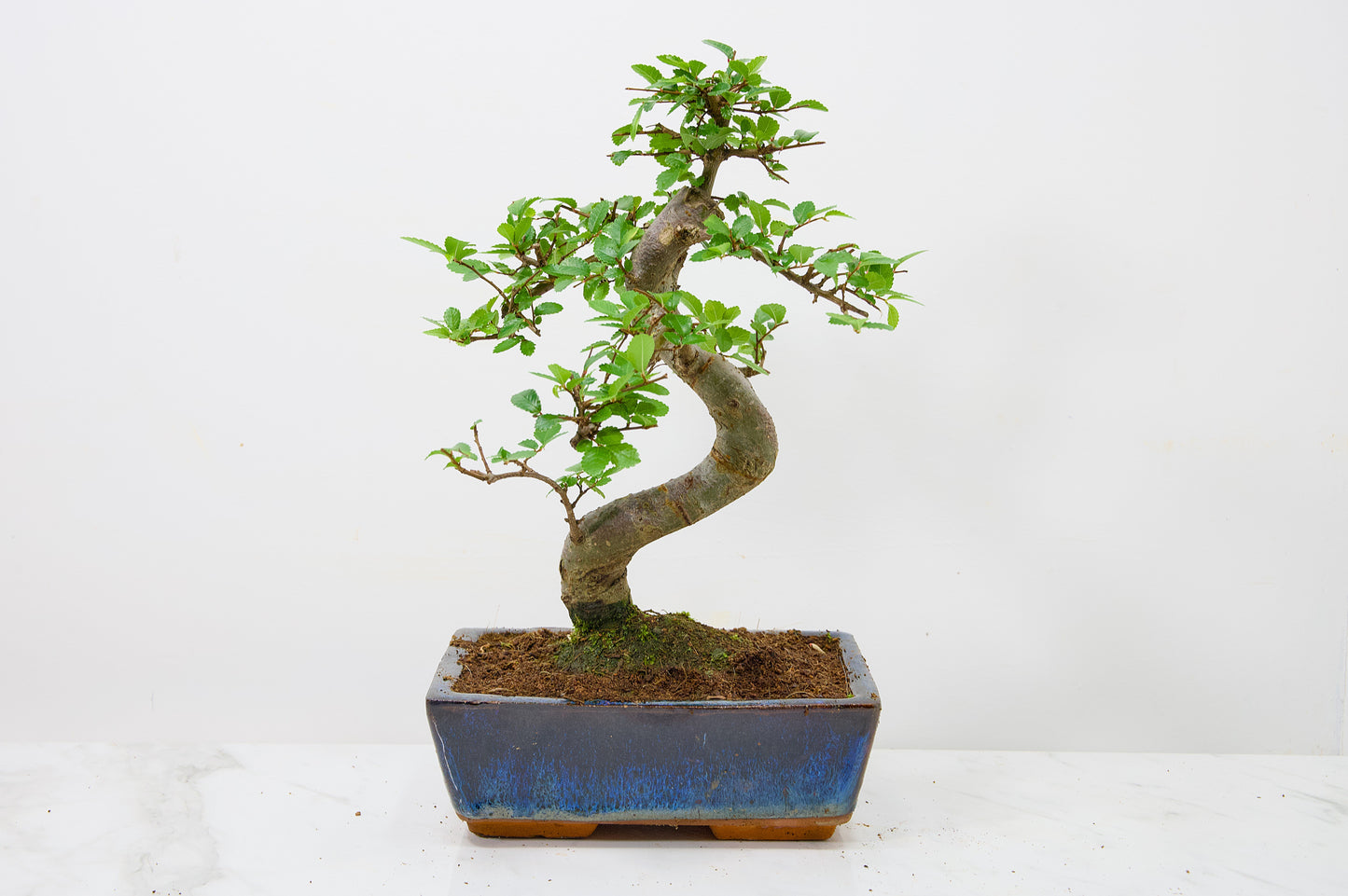 Chinese Elm Bonsai and Care Kit in 18cm Navy Ceramic Pot