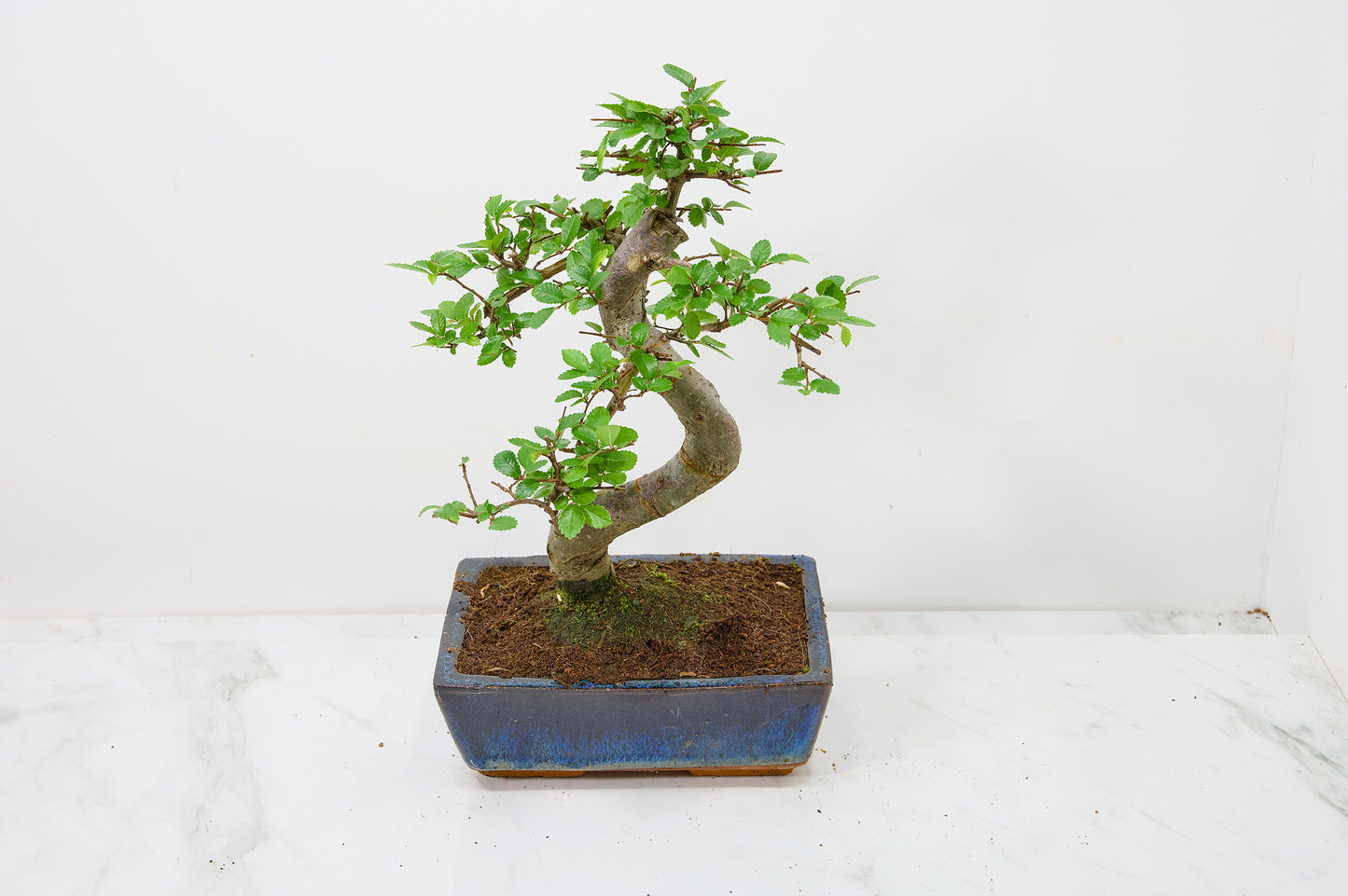 Chinese Elm Bonsai and Care Kit in 18cm Navy Ceramic Pot