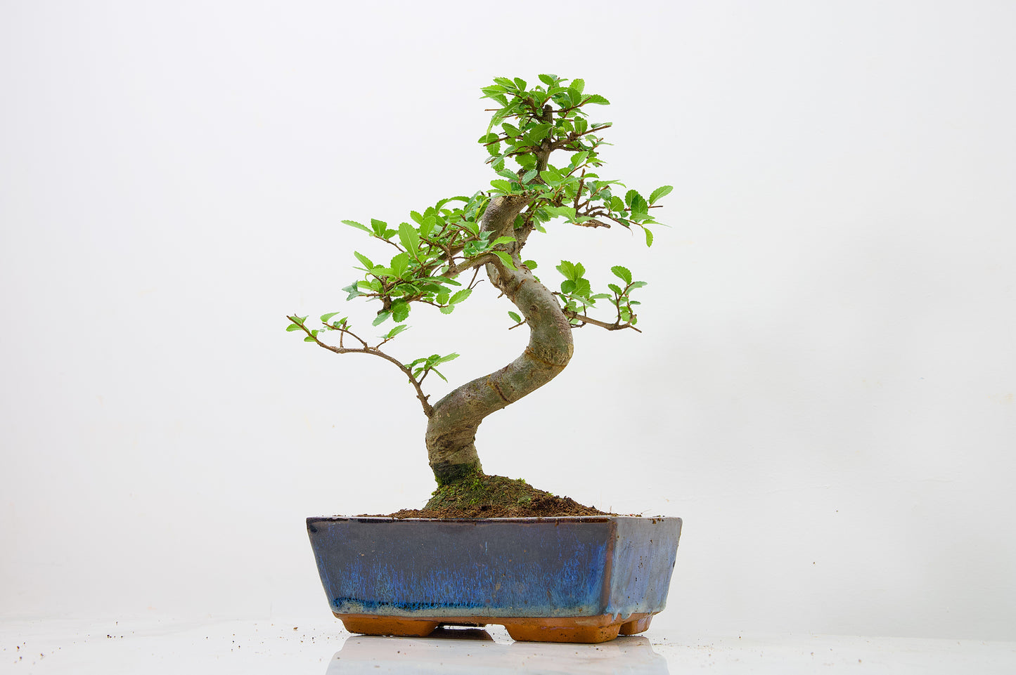 Chinese Elm Bonsai and Care Kit in 18cm Navy Ceramic Pot