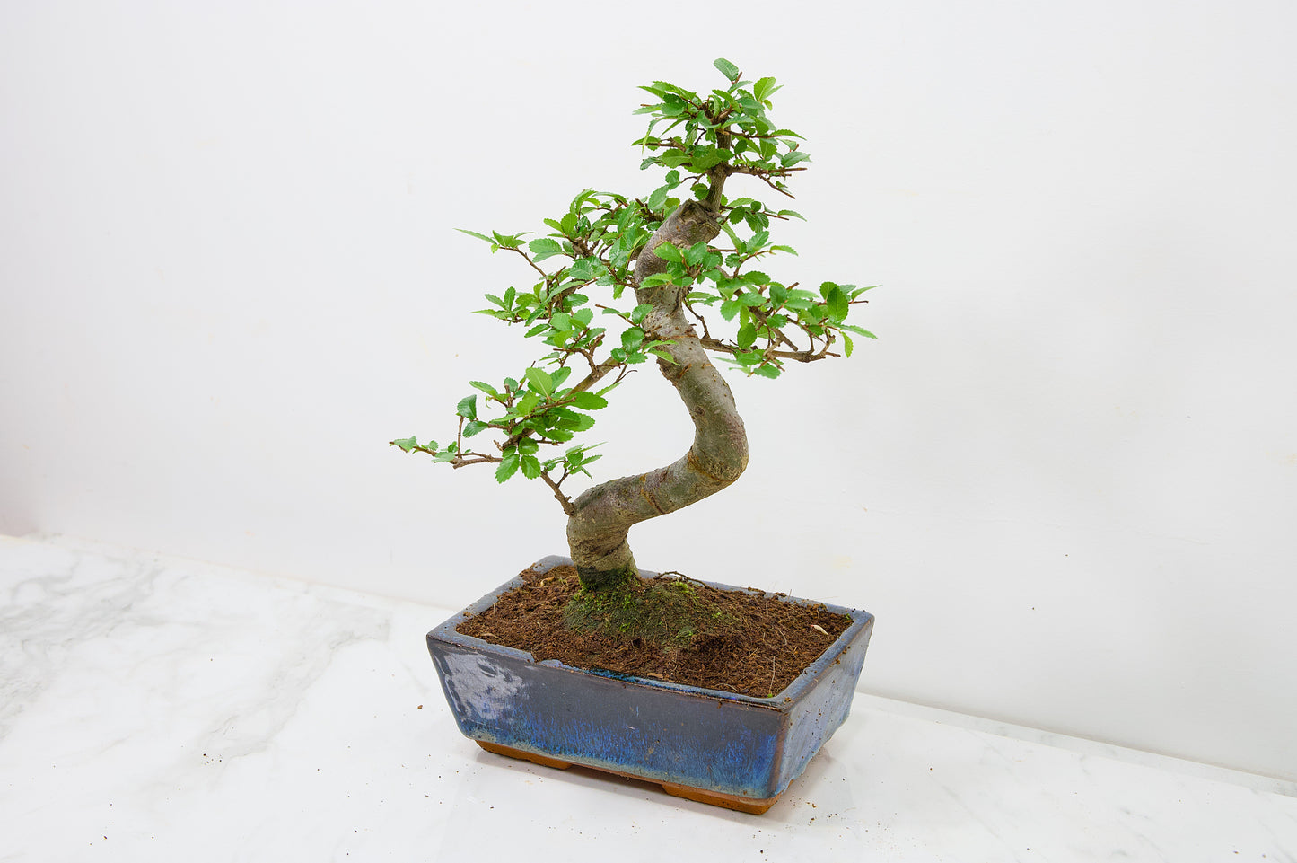 Chinese Elm Bonsai and Care Kit in 18cm Navy Ceramic Pot
