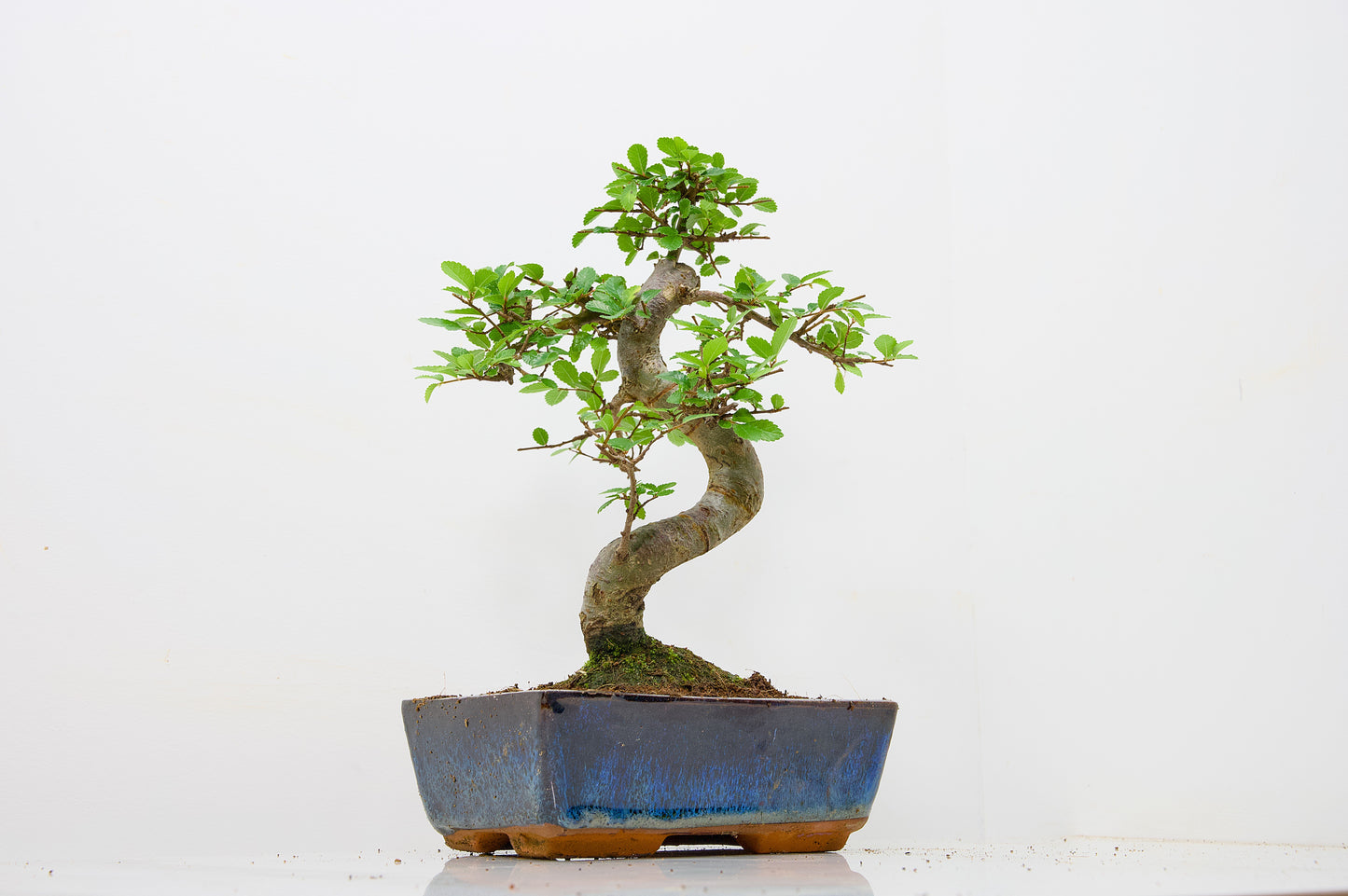 Chinese Elm Bonsai and Care Kit in 18cm Navy Ceramic Pot