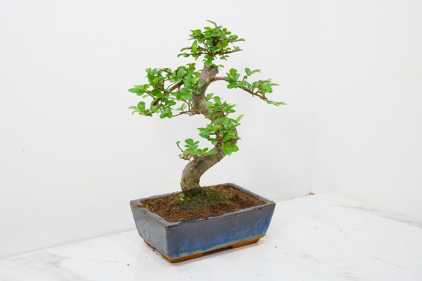 Chinese Elm Bonsai and Care Kit in 18cm Navy Ceramic Pot