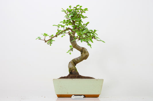Chinese Elm Bonsai and Care Kit in 18cm Cream Ceramic Pot