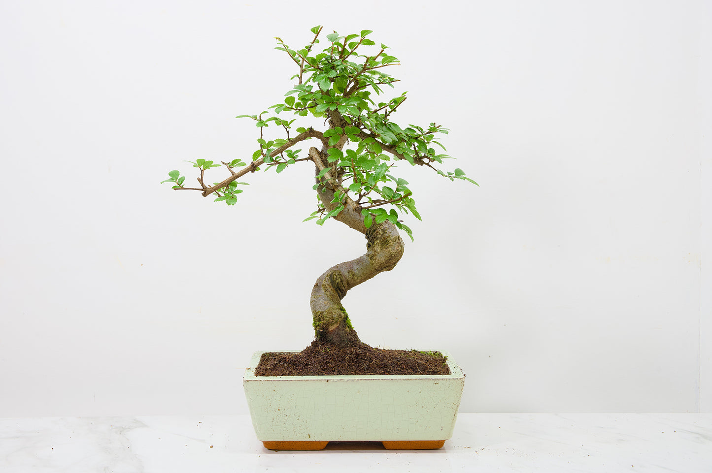 Chinese Elm Bonsai and Care Kit in 18cm Cream Ceramic Pot