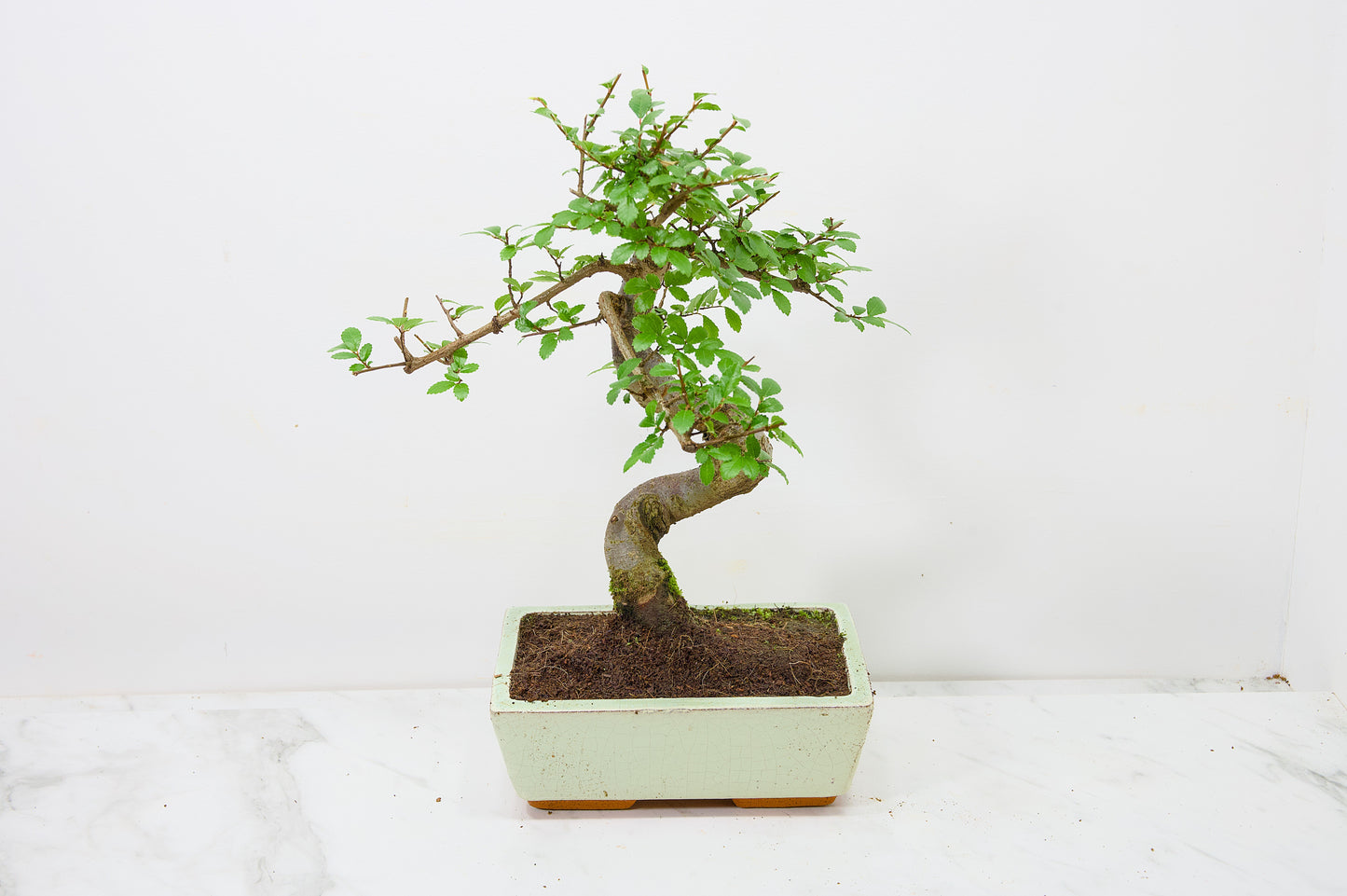 Chinese Elm Bonsai and Care Kit in 18cm Cream Ceramic Pot