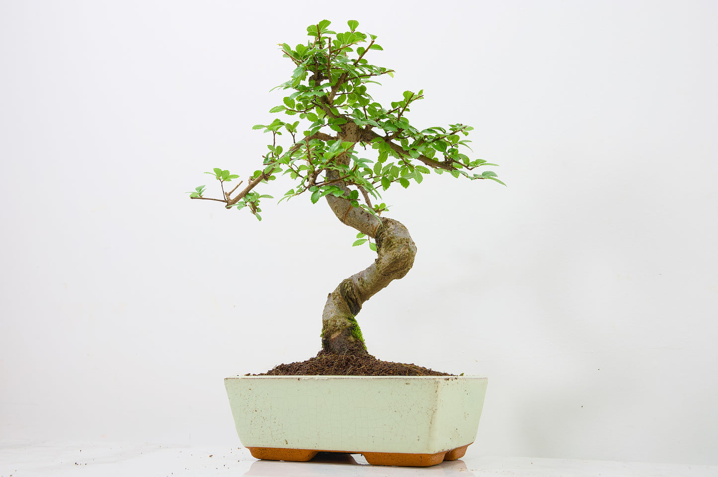 Chinese Elm Bonsai and Care Kit in 18cm Cream Ceramic Pot